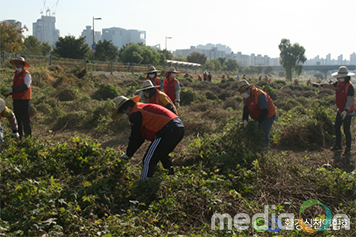환경실천연합회, 생태계 교란 위해식물 제거활동 나서